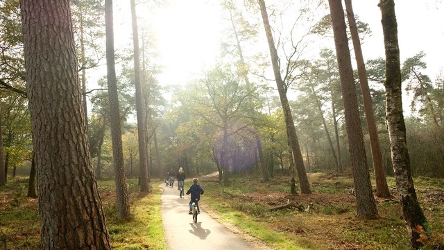 The Magic of Forest Bathing: Why Being in the Woods Benefits Your Health| The Health Sessions