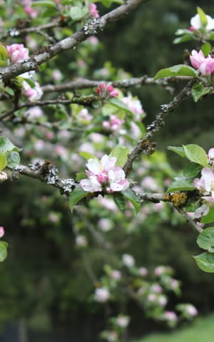 12 Flourishing Quotes to Help You Bloom Where You Are Planted | The Health Sessions