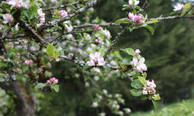 12 Flourishing Quotes to Help You Bloom Where You Are Planted | The Health Sessions