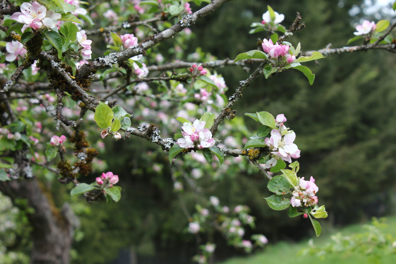 12 Flourishing Quotes to Help You Bloom Where You Are Planted | The Health Sessions