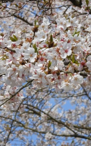 Spring Clean Your Life: 11 Ideas to Freshen Up Your Mind, Body and Routines