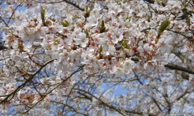 Spring Clean Your Life: 11 Ideas to Freshen Up Your Mind, Body and Routines