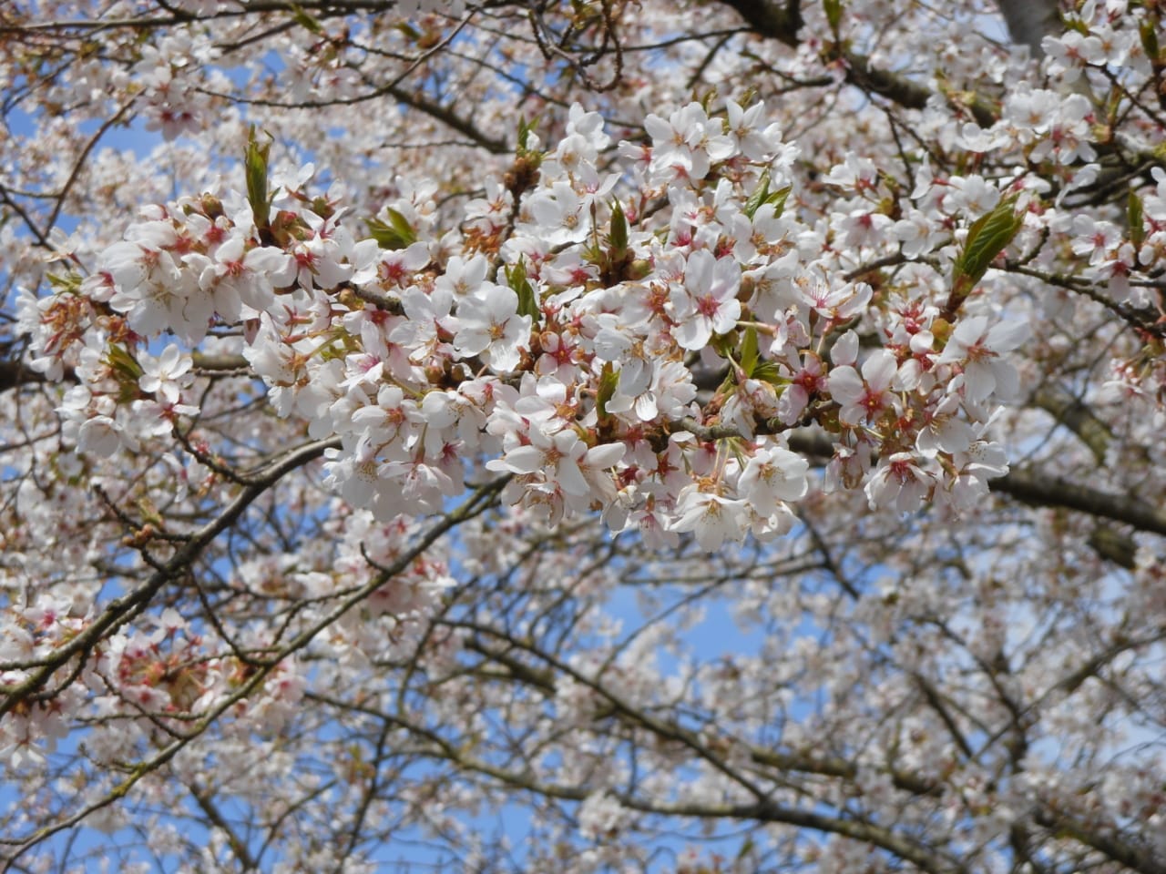 Spring Clean Your Life: 11 Ideas to Freshen Up Your Mind, Body and Routines