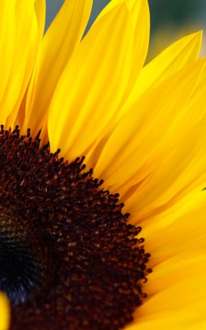 How to Flourish in the Face of Adversity | The Health Sessions