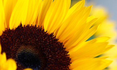 How to Flourish in the Face of Adversity | The Health Sessions