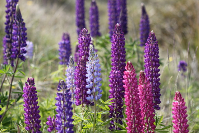 How to Flourish in the Face of Adversity | The Health Sessions