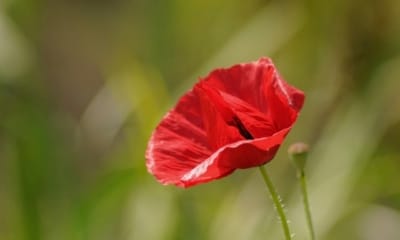 14 Science-Backed Tips for a Healthy Blood Pressure Despite Chronic Illness | The Health Sessions