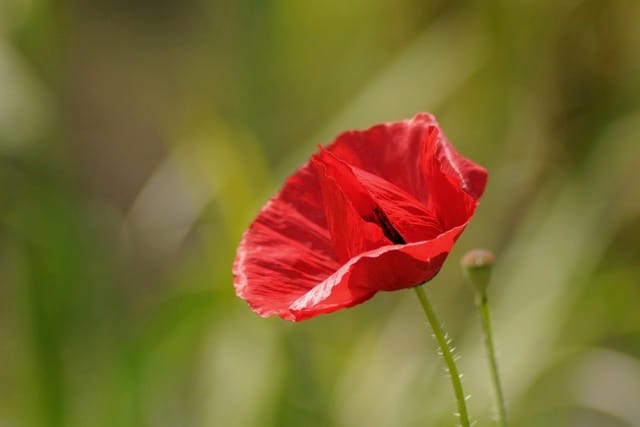 14 Science-Backed Tips for a Healthy Blood Pressure Despite Chronic Illness | The Health Sessions