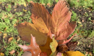 16 Let Go Quotes That Will Help You Move Forward | The Health Sessions