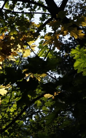 19 Cozy Fall Activities for Chronic Illness Self-Care | The Health Sessions