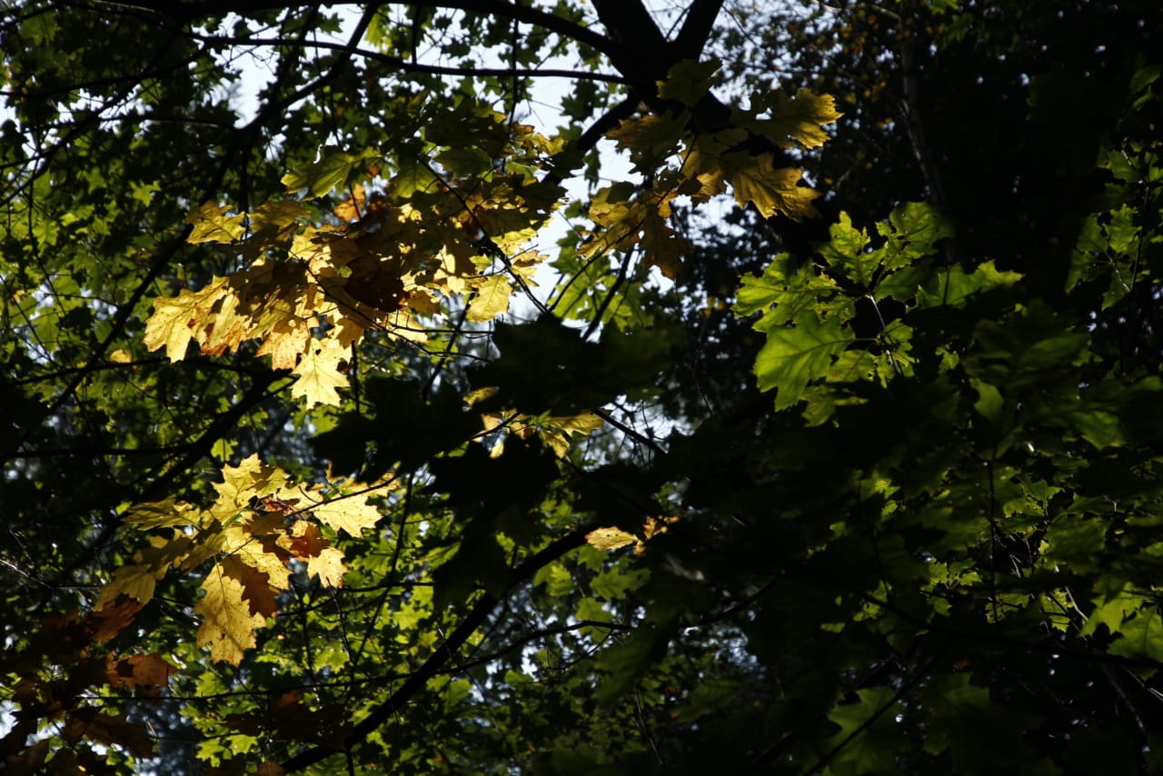 19 Cozy Fall Activities for Chronic Illness Self-Care | The Health Sessions