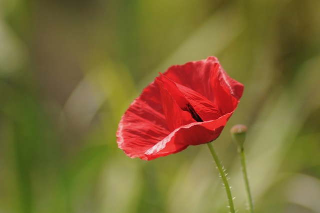 How to Flourish in the Face of Adversity | The Health Sessions