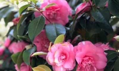 In Sickness and In Health: How to Keep Love Alive When You're Chronically Ill? | The Health Sessions