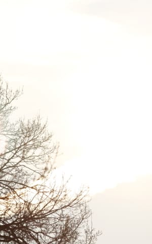 Light: The Free, Accessible Health Tool You Probably Haven't Optimized Yet | The Health Sessions