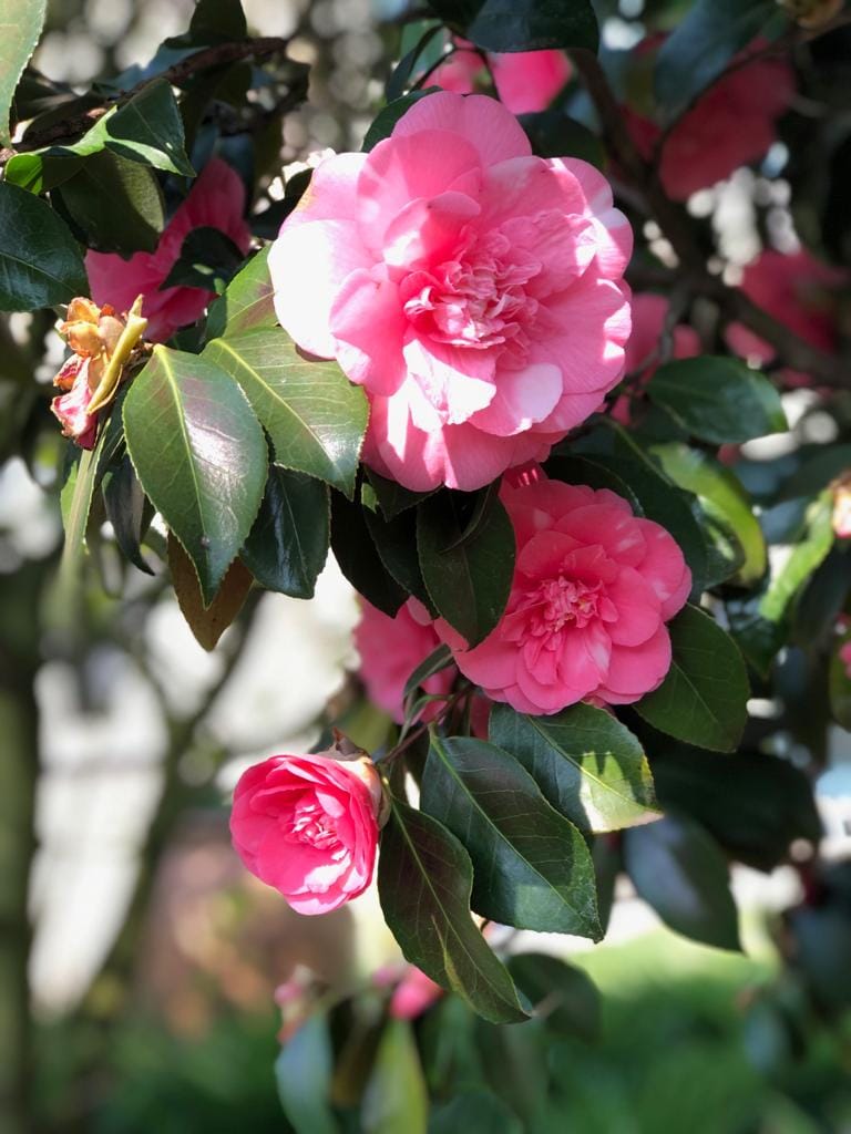 Love and Chronic Illness: How to Nourish Romantic Relationships at Every Stage | The Health Sessions