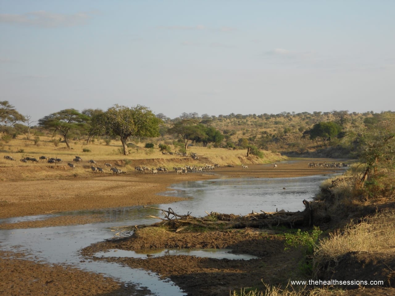 Rewild Your Chronic Life: 10 Ways to Live in Tune with Nature When You're Sick | The Health Sessions