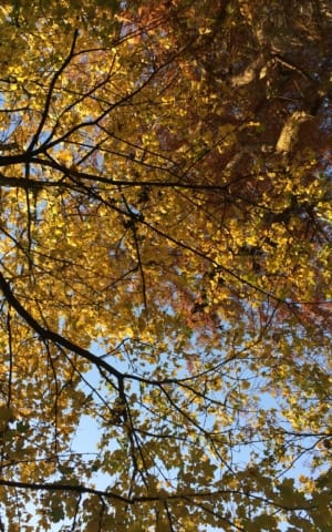 The October Slide: What to Do When Symptoms Flare Up in the Fall | The Health Sessions