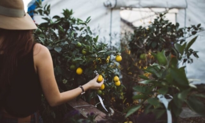 The Surprising Benefits of Gardening for Your Wellbeing | The Health Sessions