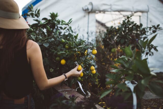 The Surprising Benefits of Gardening for Your Wellbeing | The Health Sessions