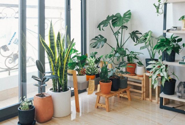 6 Natural Ways to Bring the Outdoors Indoors | The Health Sessions